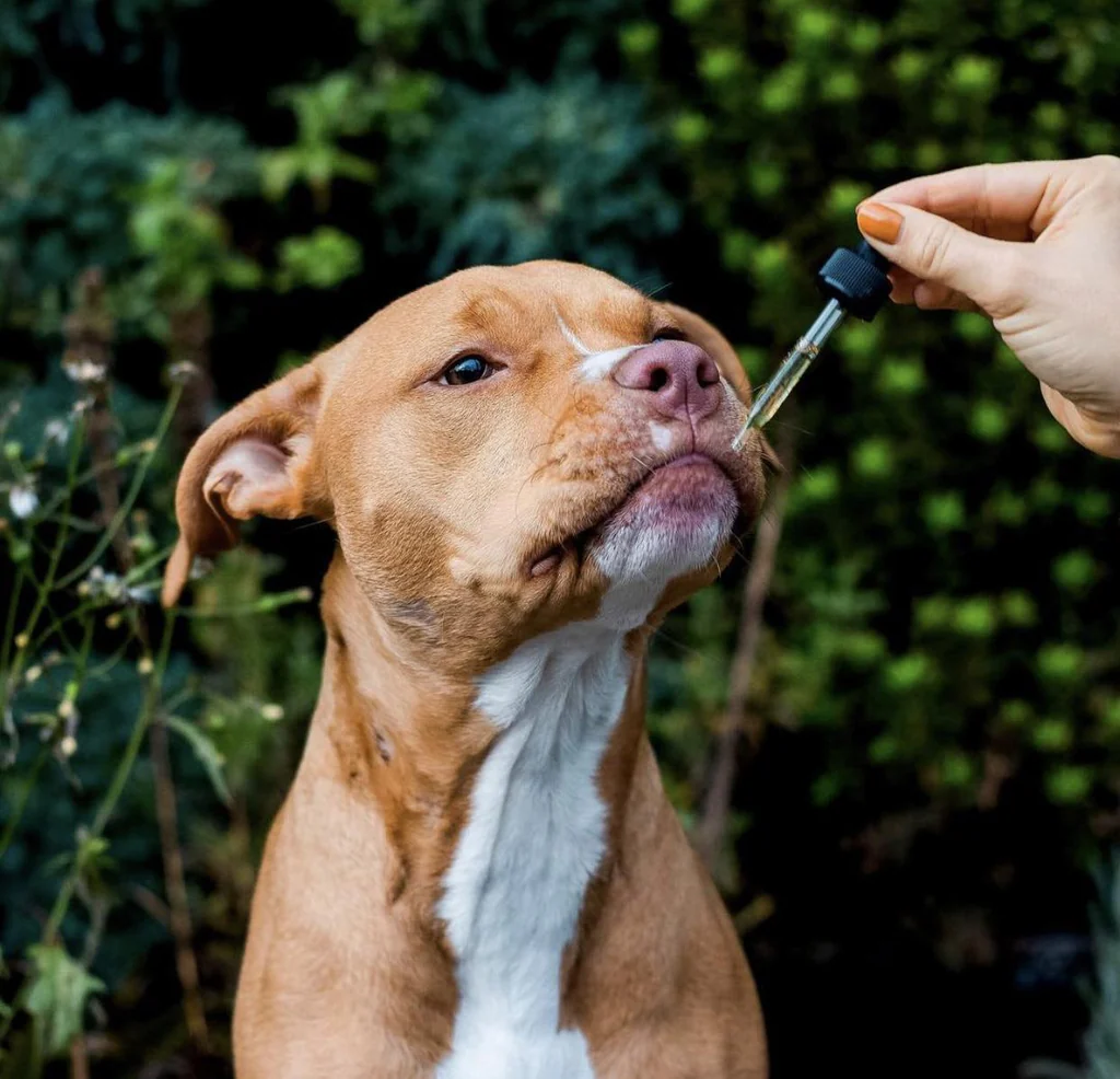 cbd dog treats for anxiety
