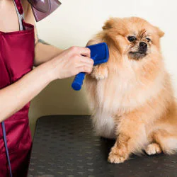 Pet Grooming Care